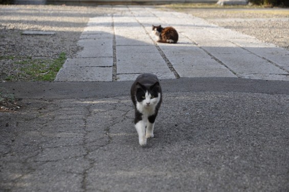 20140331 埼玉県蓮田市閏戸 秀源寺 桜満開 猫DSC_0008