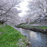 20140404　埼玉県鴻巣市吹上本町　勝龍寺と元荒川の桜満開で吹雪DSC_0518