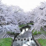 20140404　埼玉県鴻巣市吹上本町　勝龍寺と元荒川の桜満開で吹雪DSC_0530