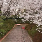 20140402　埼玉県東松山市　森林公園昭和浄苑　桜満開DSC_0606