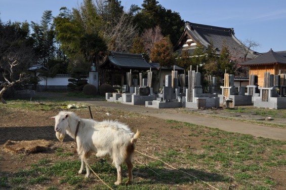 20140331 埼玉県蓮田市閏戸 秀源寺 桜満開 ヤギDSC_0036