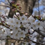 20140401　埼玉県上尾市　丸山公園の桜が満開DSC_0245