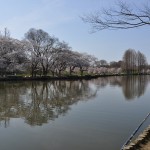 20140401　埼玉県上尾市　丸山公園の桜が満開DSC_0257