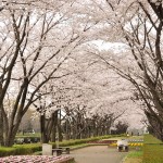 20140402　さいたま市見沼区　さいたま市営霊園の桜が満開DSC_0517