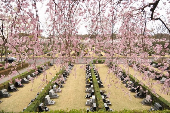 20140402　さいたま市見沼区　さいたま市営霊園の桜が満開DSC_0503