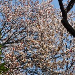 20140401 埼玉県上尾市中分 東栄寺 桜満開ですDSC_0016