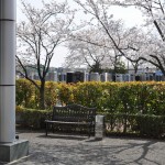 20140401　埼玉県上尾市藤波　上尾靈園の桜が満開DSC_0106