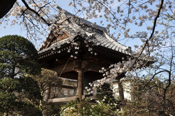 20140331 埼玉県蓮田市閏戸 秀源寺 桜満開DSC_0013