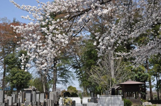 20140401 埼玉県上尾市中分 東栄寺 桜満開ですDSC_0025