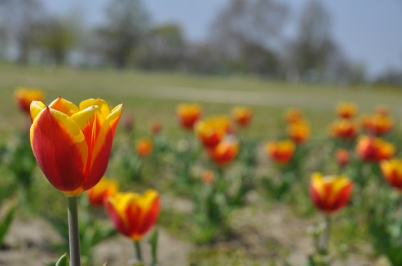 チューリップの花が綺麗でした　埼玉県比企郡吉見町　吉見総合運動公園　赤と黄色が混ざったDSC_0169