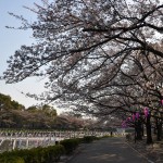 群馬県館林市の「こいのぼりの里まつり」DSC_0116