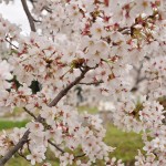 20140404　埼玉県さきたま緑道の桜DSC_0319