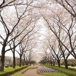 20140402　さいたま市見沼区　さいたま市営霊園の桜が満開DSC_0513