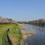 群馬県館林市の「こいのぼりの里まつり」DSC_0064