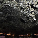 20140405　東京都上野恩師公園　夜桜DSC_0050