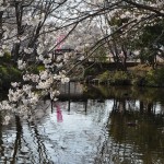 20140401　埼玉県上尾市　丸山公園の桜が満開DSC_0262