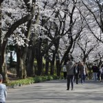 20140401　埼玉県上尾市　丸山公園の桜が満開DSC_0250