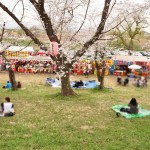 20140402　埼玉県北本市　桜堤（桜土手）の満開の桜DSC_0554