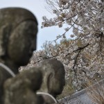 20140331 埼玉県伊奈町小針新宿 西光寺 桜満開 DSC_0132