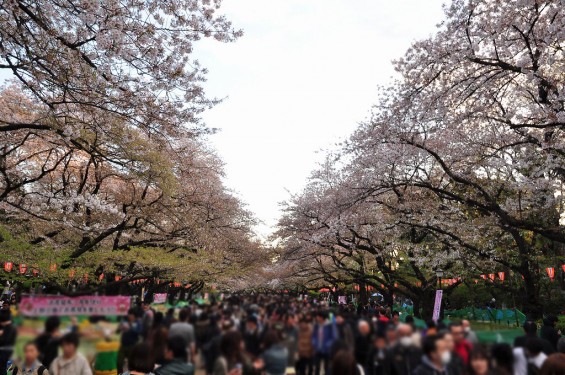 20140405　東京都上野恩師公園　夜桜DSC_0023