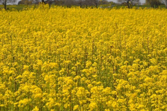 一面の菜の花が綺麗でした！埼玉県比企郡吉見町　吉見総合運動公園DSC_0193