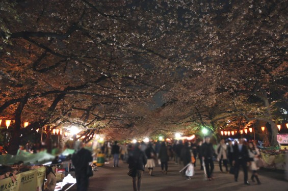 20140405　東京都上野恩師公園　夜桜DSC_0053