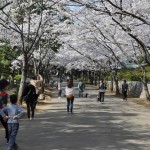 20140401　埼玉県上尾市　丸山公園の桜が満開DSC_0268