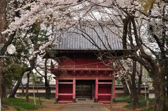 20140331 埼玉県伊奈町小針新宿 西光寺 桜満開 DSC_0197