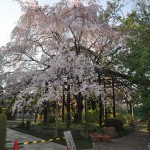 20140411　埼玉県上尾市今泉　十連寺さまの境内DSC_0286
