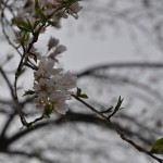 20140331 埼玉県伊奈町羽貫 西蔵院 桜満開 枝垂れ桜DSC_0062