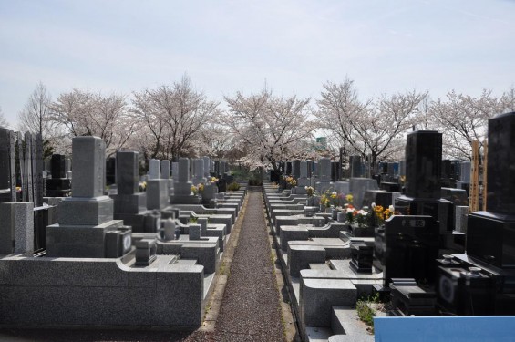 20140401　埼玉県上尾市藤波　上尾靈園の桜が満開DSC_0078