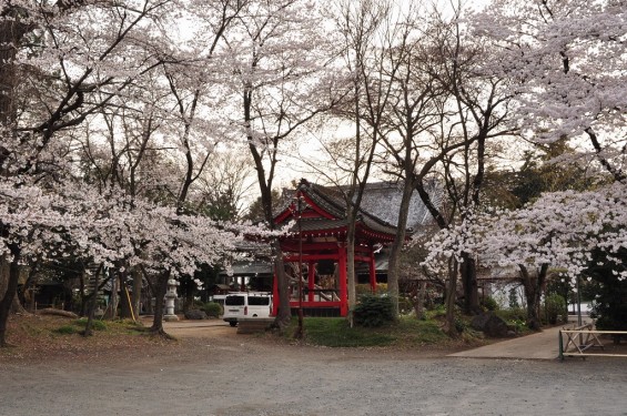 20140331 埼玉県伊奈町小針新宿 西光寺 桜満開 DSC_0162