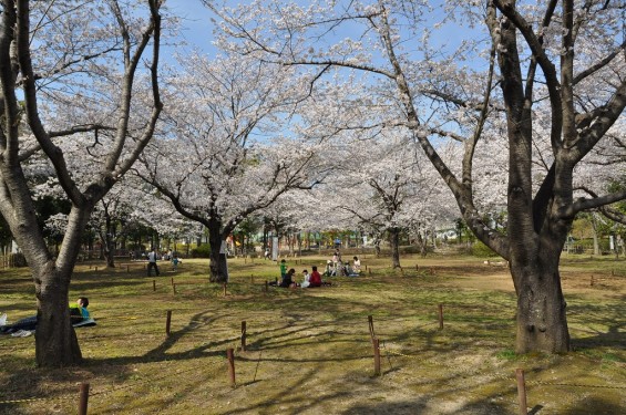 20140331 埼玉県伊奈町小針新宿 西光寺 桜満開DSC_0136