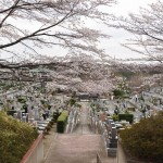 20140402　埼玉県東松山市　森林公園昭和浄苑　桜満開DSC_0612