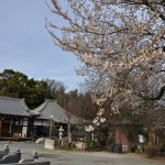 20140331 埼玉県伊奈町羽貫 西蔵院 桜満開DSC_0078