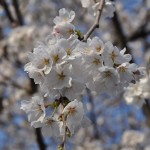 20140401 埼玉県さいたま市桜区 「鴨川堤桜通り公園」の桜と「うらわ秋ヶ瀬霊園」DSC_0310