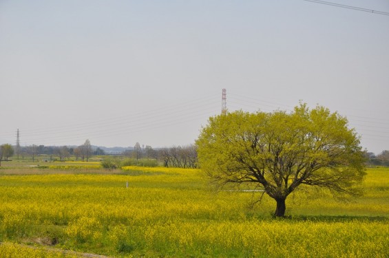 一面の菜の花が綺麗でした！埼玉県比企郡吉見町　吉見総合運動公園DSC_0212