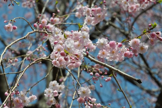 20140401 埼玉県上尾市中分 東栄寺 桜満開ですDSC_0048