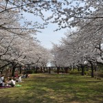 20140331 埼玉県伊奈町小針新宿 西光寺 桜満開DSC_0118