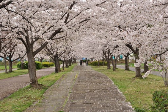 20140404　埼玉県さきたま緑道の桜DSC_0314