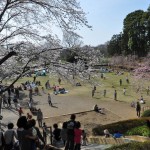 20140401　埼玉県上尾市　丸山公園の桜が満開DSC_0253