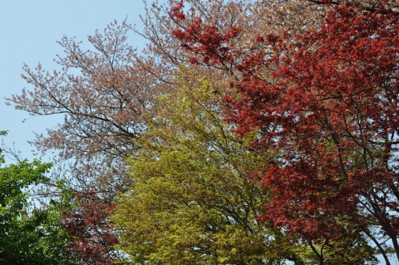 20140411 平成26年度　上尾市仏教会顧問会総会　十連寺で開催DSC_0128