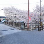 20140404　埼玉県鴻巣市吹上本町　勝龍寺と元荒川の桜満開で吹雪DSC_0535