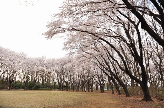 20140402　埼玉県東松山市　岩鼻運動公園の桜DSC_0573
