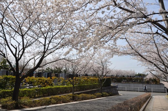 20140401　埼玉県上尾市藤波　上尾靈園の桜が満開DSC_0073