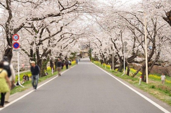 20140402　埼玉県北本市　桜堤（桜土手）の満開の桜DSC_0553