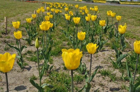チューリップの花が綺麗でした　埼玉県比企郡吉見町　吉見総合運動公園　黄色DSC_0173