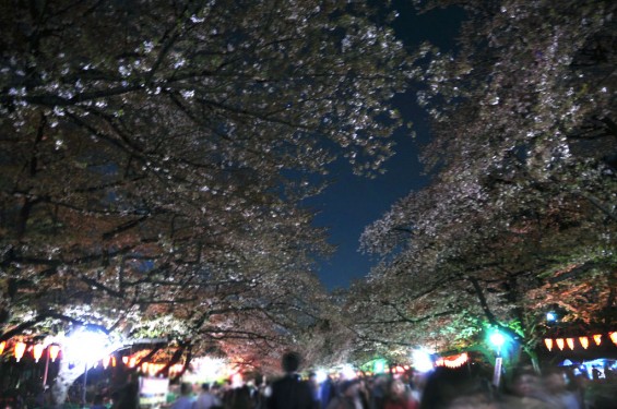 20140405　東京都上野恩師公園　夜桜DSC_0107