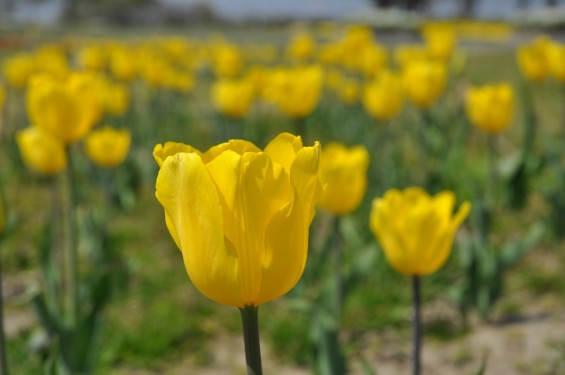 チューリップの花が綺麗でした　埼玉県比企郡吉見町　吉見総合運動公園　黄色DSC_0172