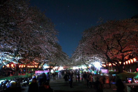 20140405　東京都上野恩師公園　夜桜DSC_0096